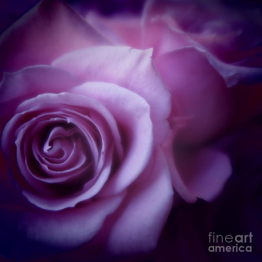Flower Photograph - Beautiful Purple Roses by Tara  Shalton