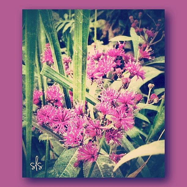 Beautiful Purple Wild Flowers.❤ Photograph by Sarah Steele