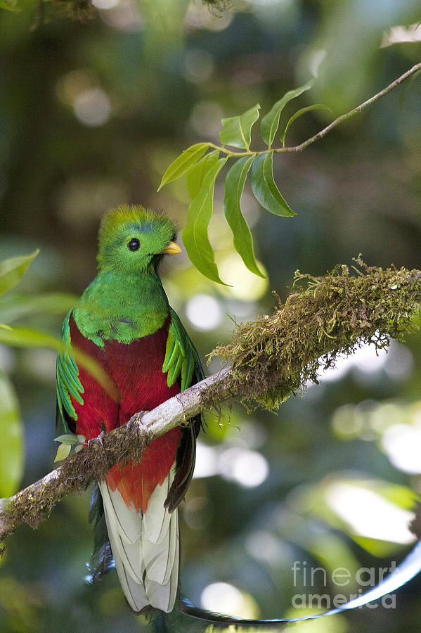 Beautiful Quetzal 1 Photograph by Heiko Koehrer-Wagner