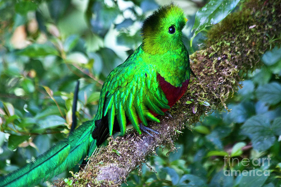 Beautiful Quetzal 2 Photograph by Heiko Koehrer-Wagner