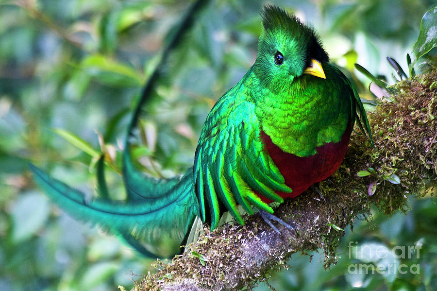 Bird Photograph - Beautiful Quetzal 4 by Heiko Koehrer-Wagner