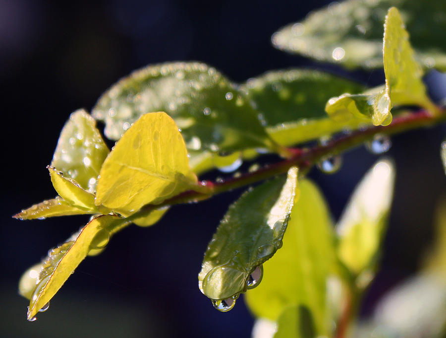 Beautiful Raindrops Photograph by Ellen Tully