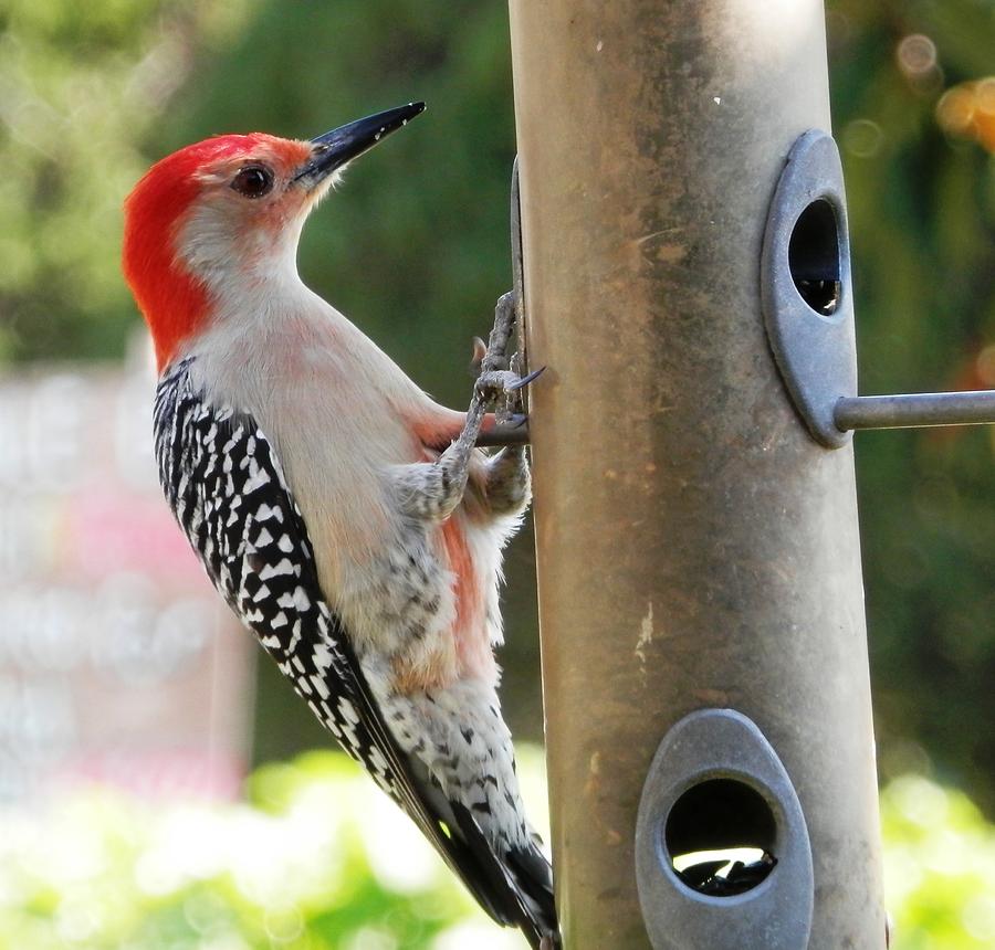 Beautiful Red Belly Woodpecker Jr Photograph by Belinda Lee