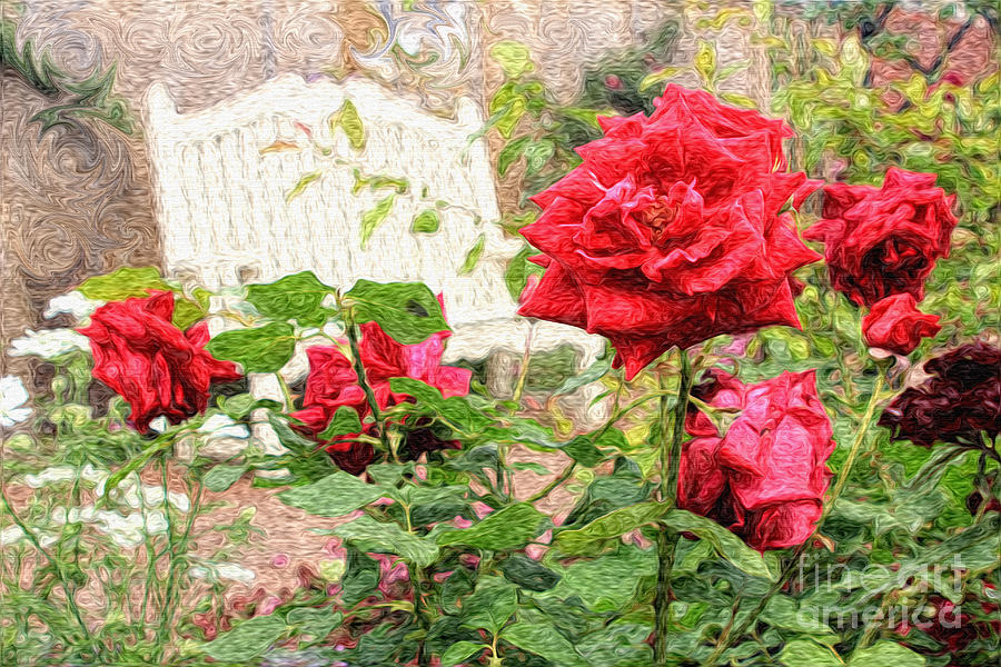 Beautiful Red English Roses with White Bench Photograph by Beverly Claire Kaiya