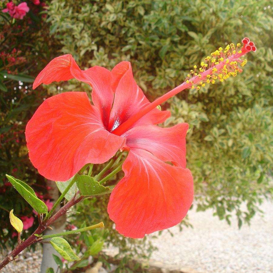 Beautiful Red Hibiscus Flower With Garden Background Photograph