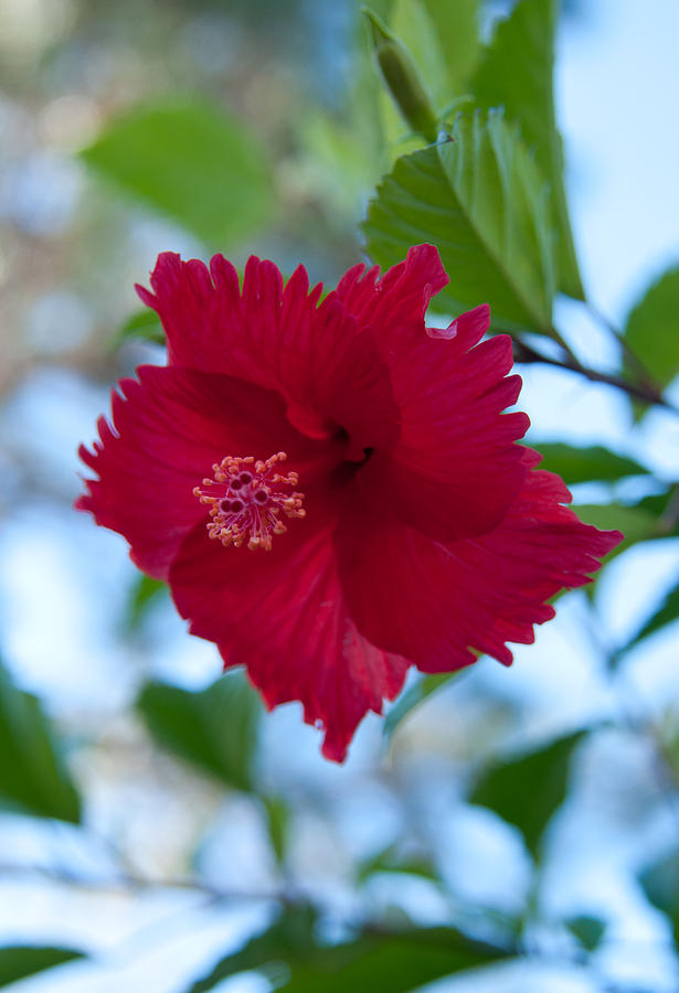 Beautiful Red Hibiscus Photograph by John Black