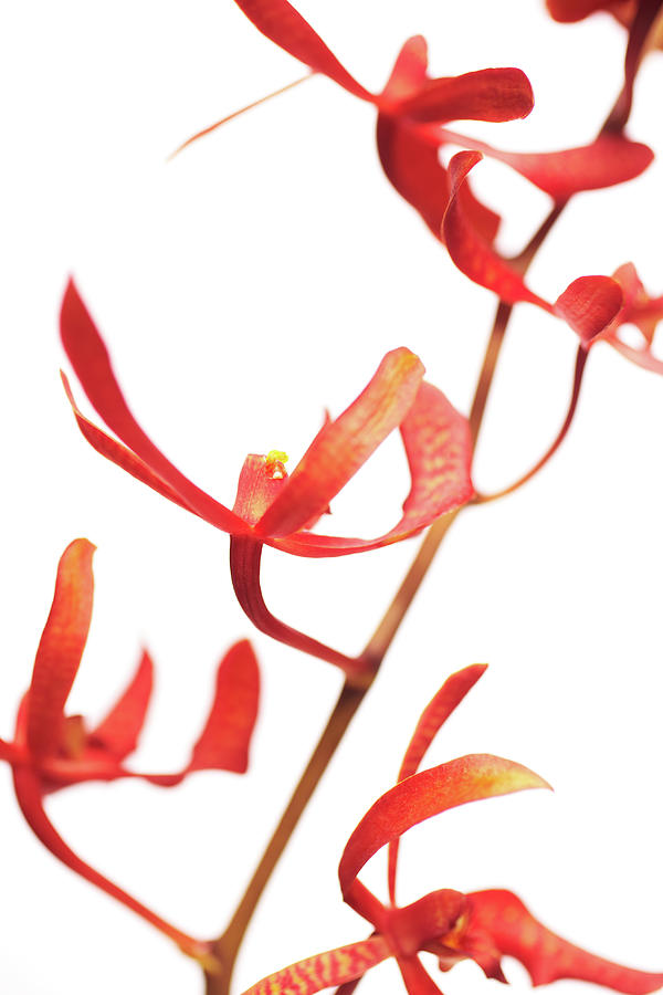 Beautiful Red Orchids Isolated On White Photograph by Gspictures