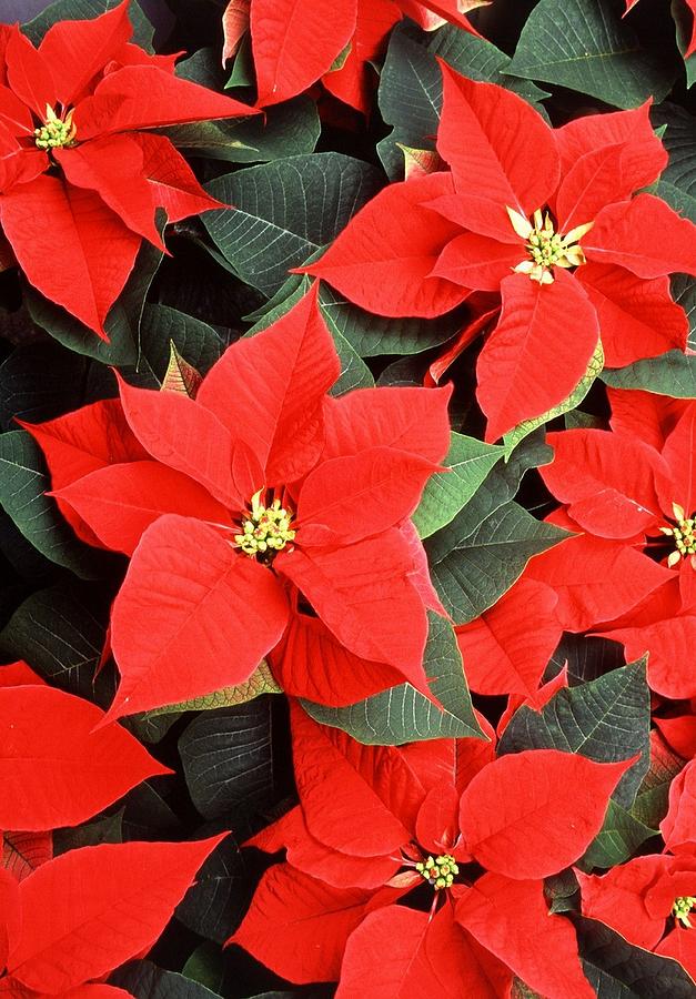 Beautiful Red Poinsettia Christmas Flowers Photograph by Taiche Acrylic Art