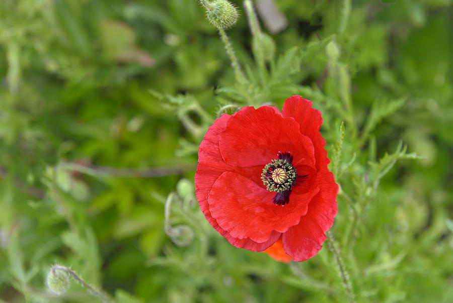 Beautiful Red Poppy Papaver rhoeas Photograph by Marianne Campolongo