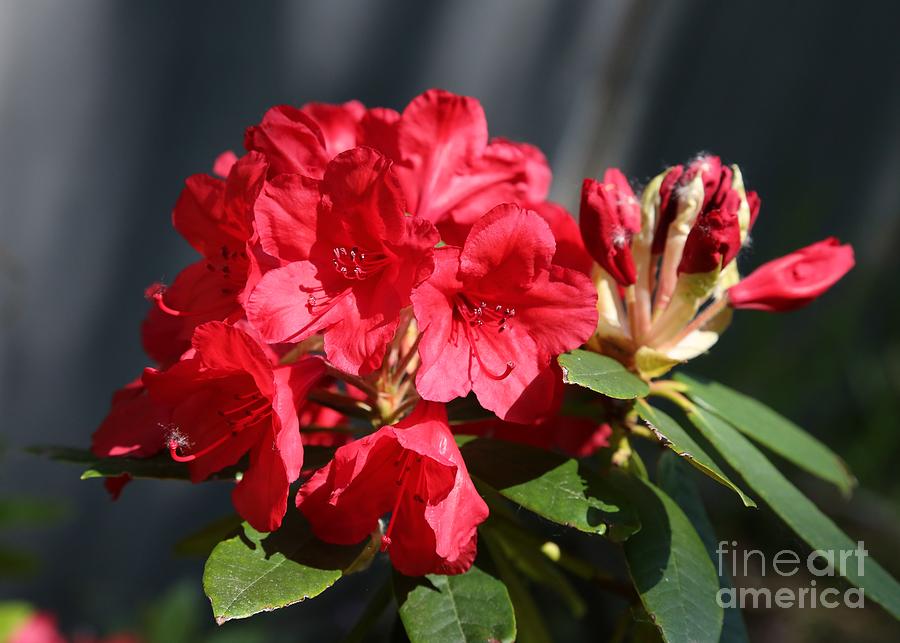 Beautiful Red Rhododendron Photograph by Carol Groenen