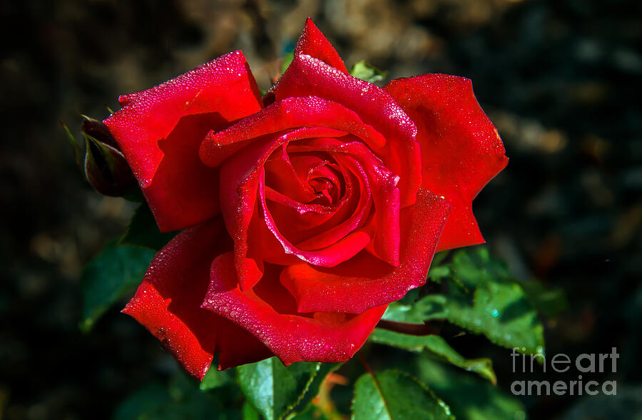Beautiful Red Rose After A Rain Photograph by Robert Bales
