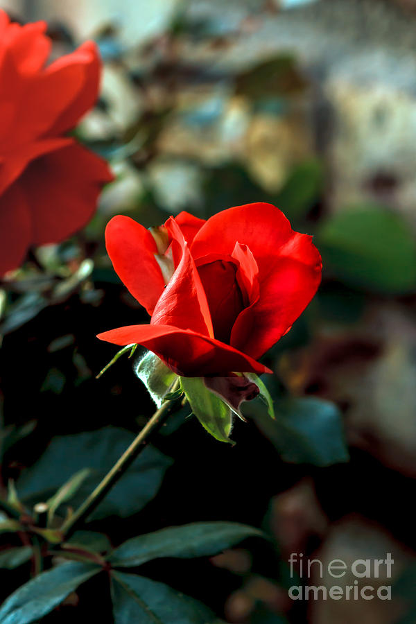 Beautiful Red Rose Bud Photograph by Robert Bales