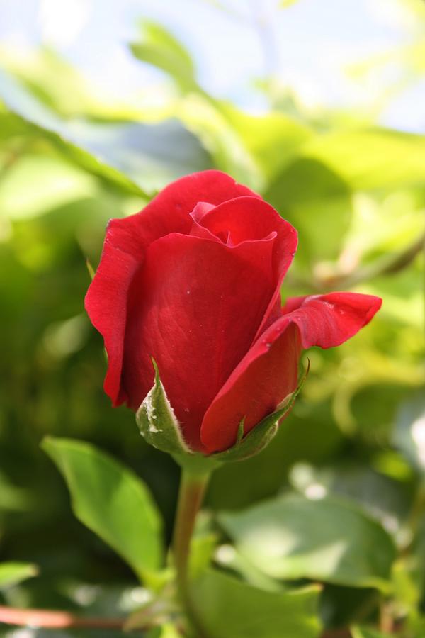 Beautiful Red Rose Bud Photograph by Taiche Acrylic Art