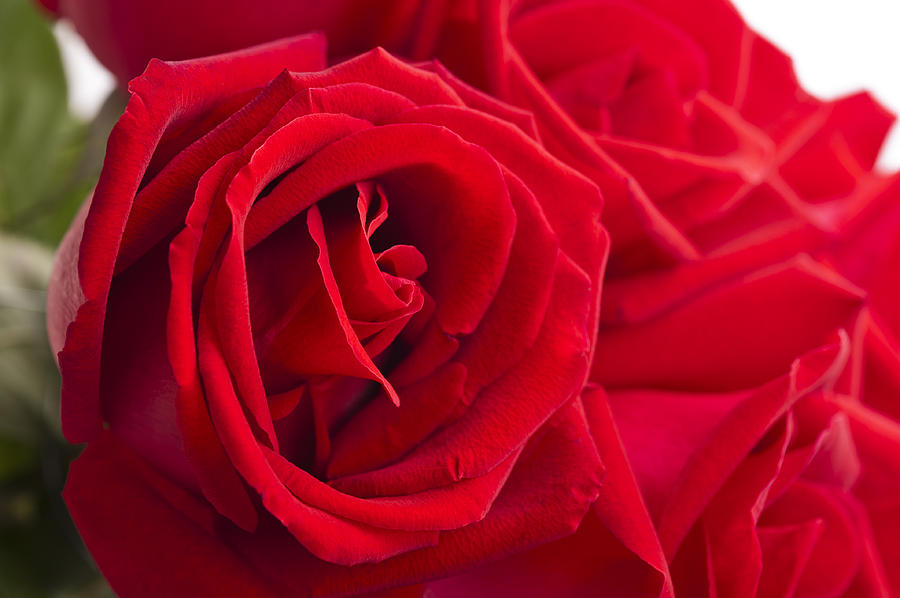 Beautiful red rose close up shoot Photograph by U Schade