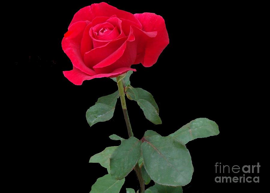 Spring Photograph - Beautiful Red Rose by Janette Boyd