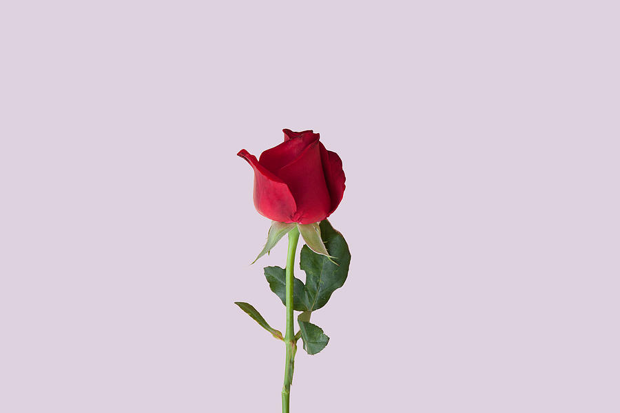 Beautiful Red Rose On Sweet Pastel Background Feeling Love Photograph by Skaman306