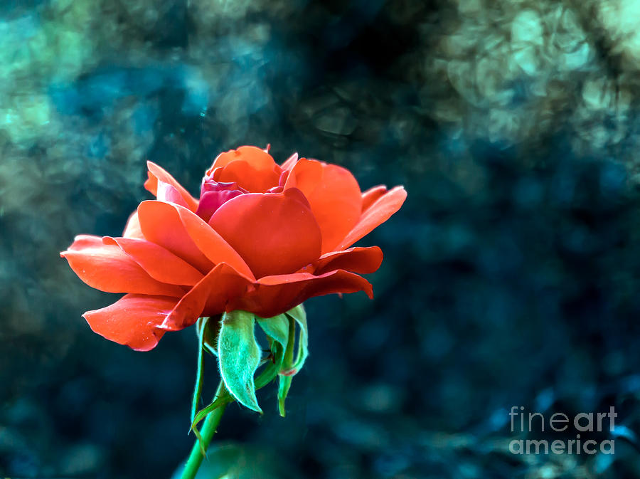 Beautiful Red Rose Photograph by Robert Bales