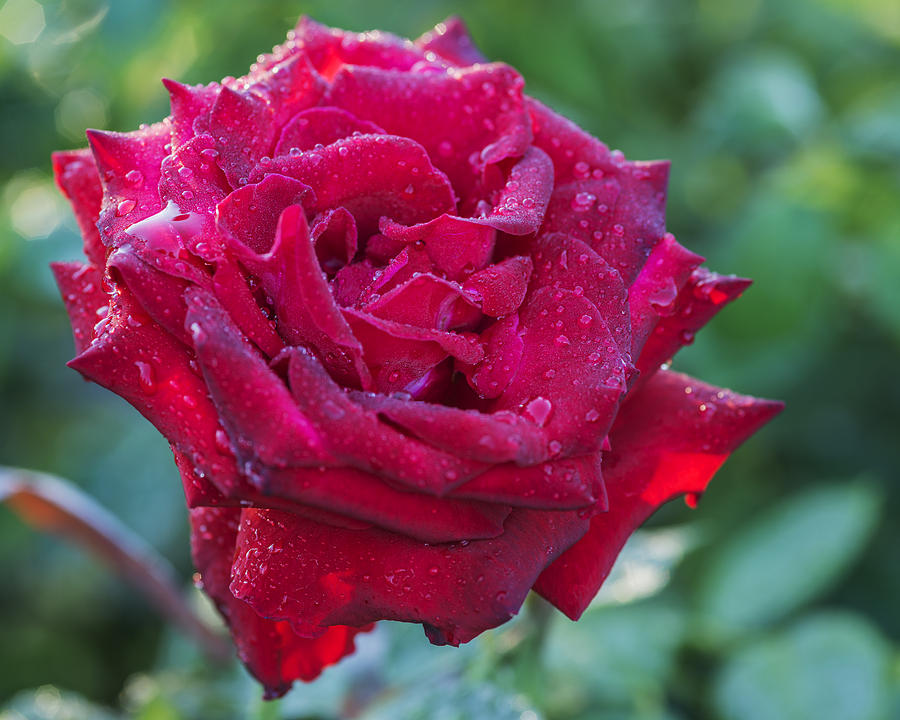 Beautiful red rose with early morning dew Photograph by Vishwanath Bhat