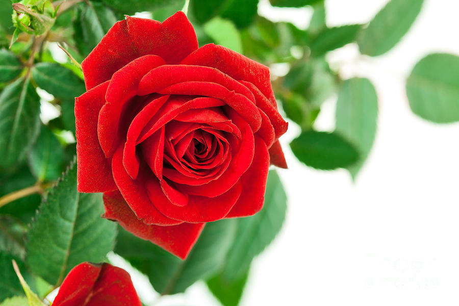 Beautiful Red Roses flower Photograph by Boon Mee - Fine Art America