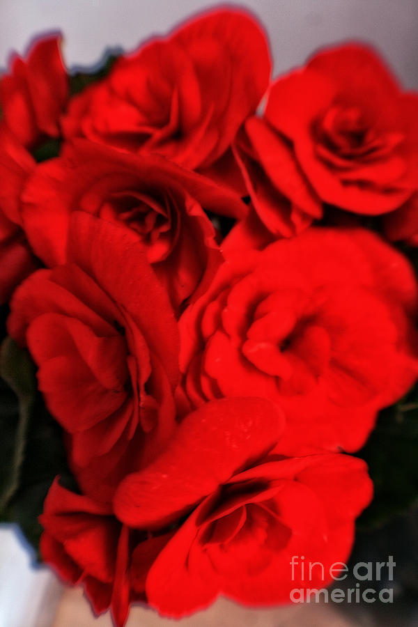 Beautiful Red Roses Photograph by Doc Braham