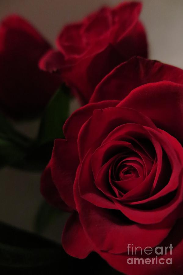 Beautiful Red Roses Photograph by Tara  Shalton