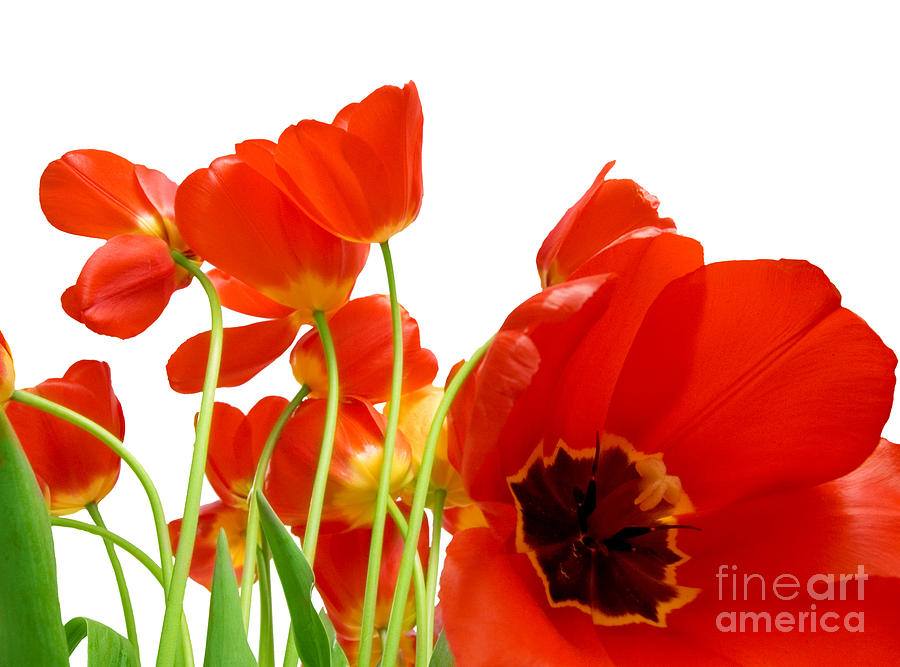 Beautiful Red Tulips Photograph by Boon Mee