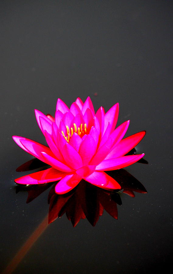 Beautiful Red Water Lily Photograph by Mary Koval - Fine Art America