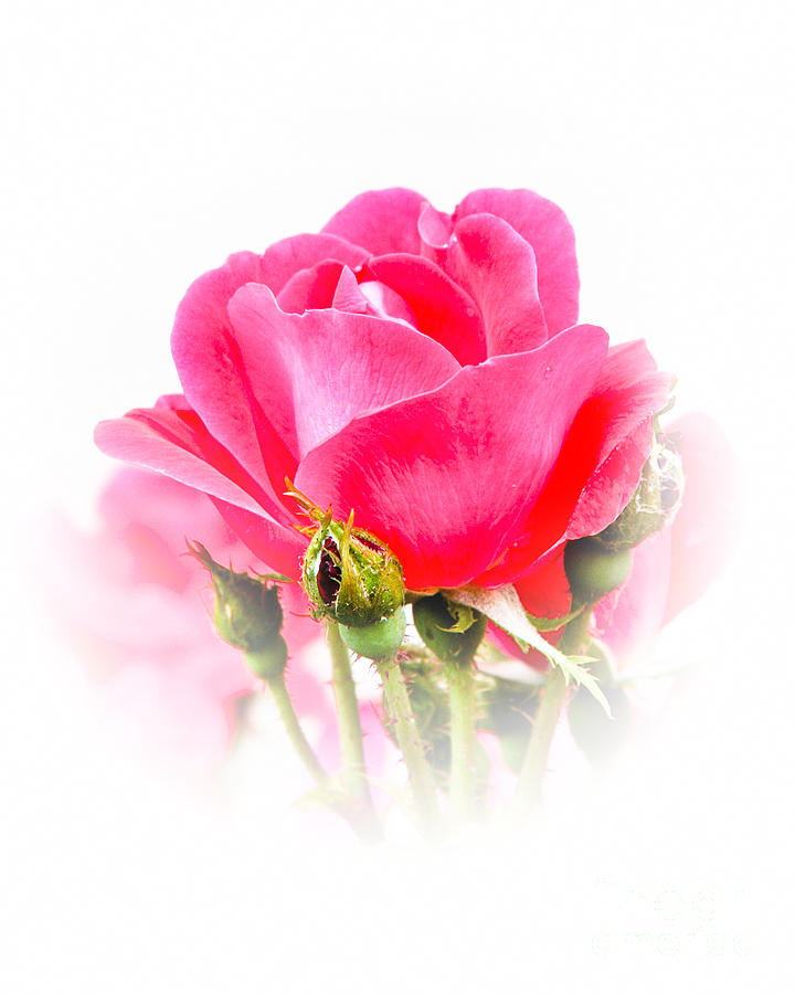 Beautiful Rose Photograph by Anita Oakley