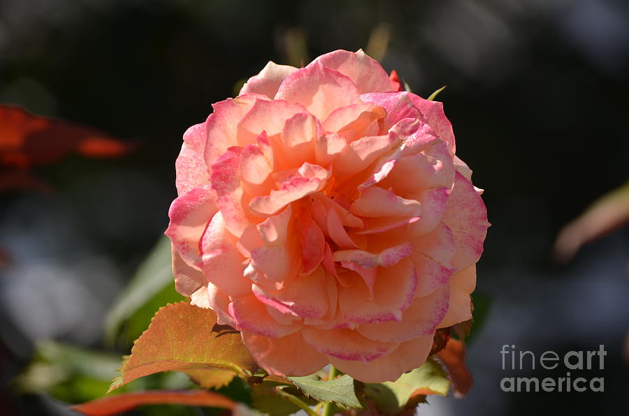 Beautiful Rose Blossom Photograph by DejaVu Designs