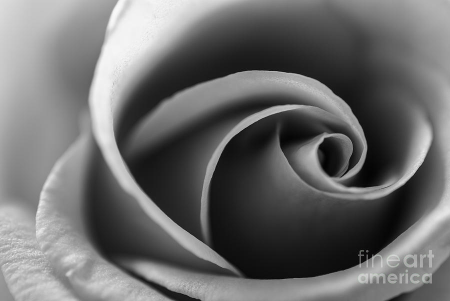 Beautiful rose closeup in monochrome Photograph by Vishwanath Bhat