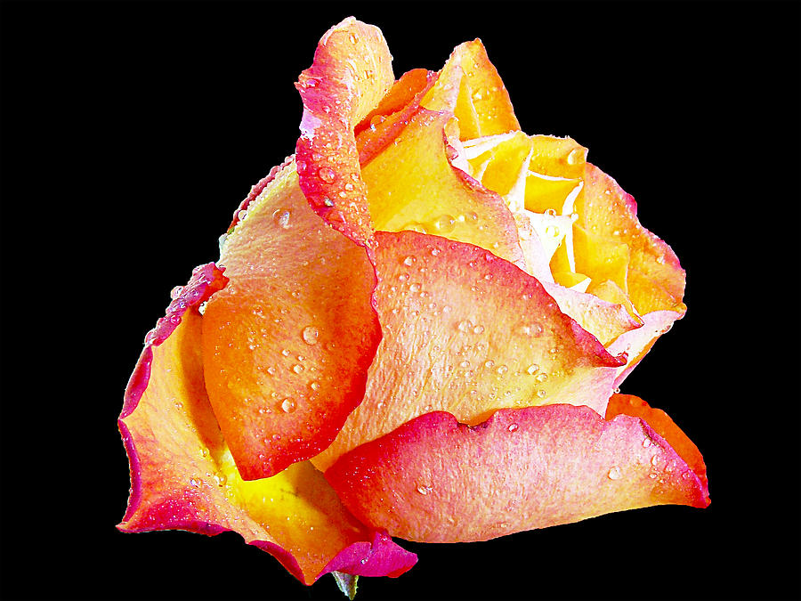 Flower Photograph - Beautiful Rose by Elvira Ladocki