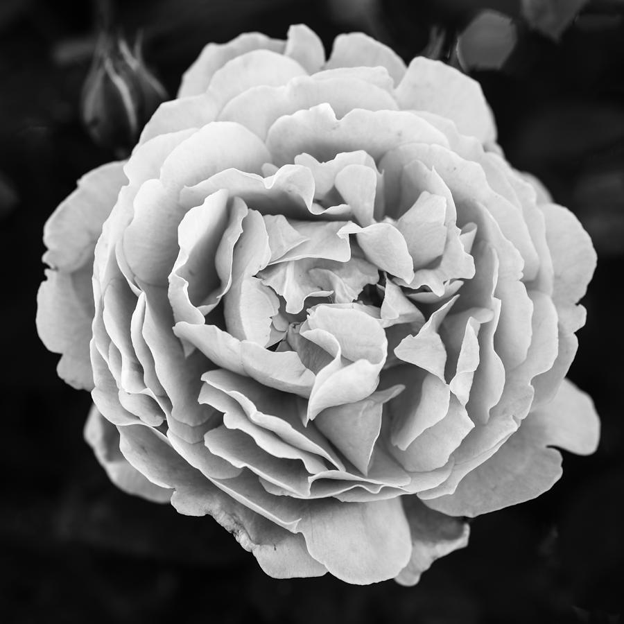 Beautiful Rose in Black and White Photograph by Vishwanath Bhat