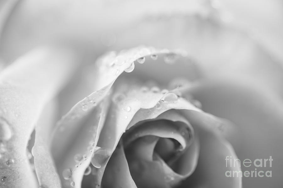 Beautiful rose in monochrome Photograph by Vishwanath Bhat