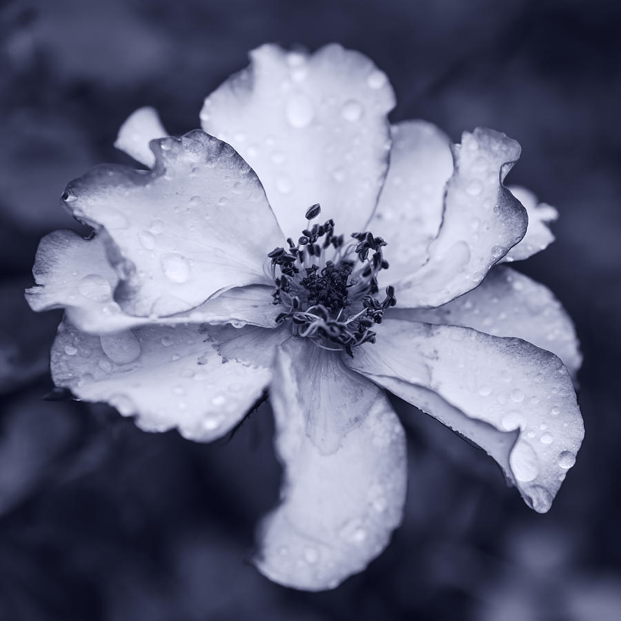 Beautiful rose in monotone Photograph by Vishwanath Bhat