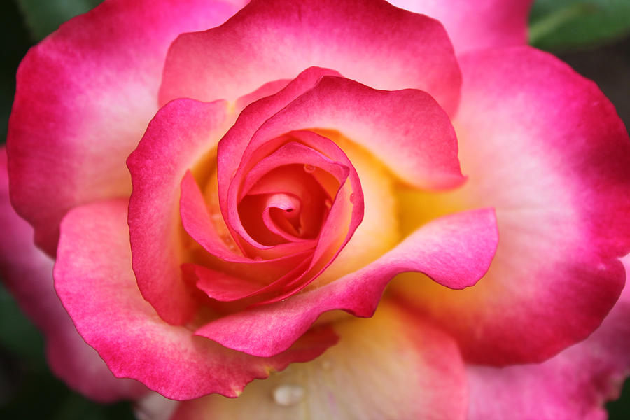 Beautiful Rose Photograph by Kami McKeon