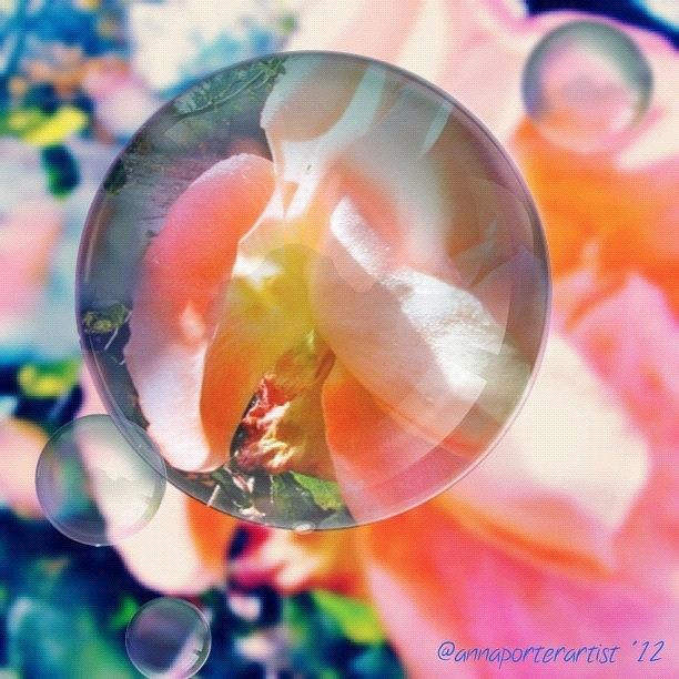 Rose Photograph - Beautiful Rose Marble - Autumn Light by Anna Porter