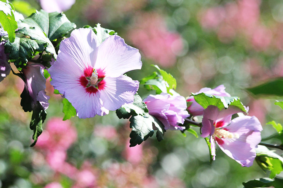 Beautiful Rose of Sharon Photograph by Trina  Ansel