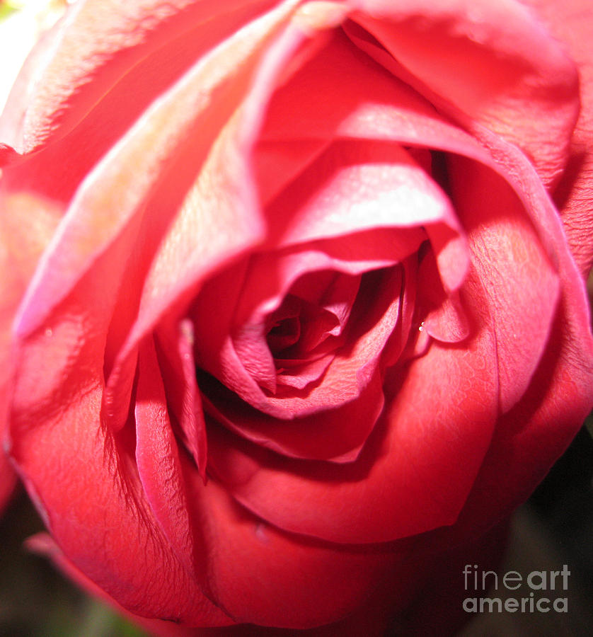 Beautiful Rose Photograph by Oksana Semenchenko