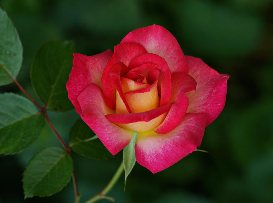 Beautiful Rose Photograph by Sandy Keeton