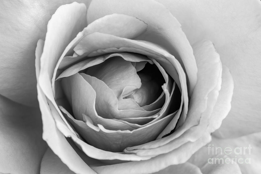 Beautiful Rose Photograph by Vishwanath Bhat