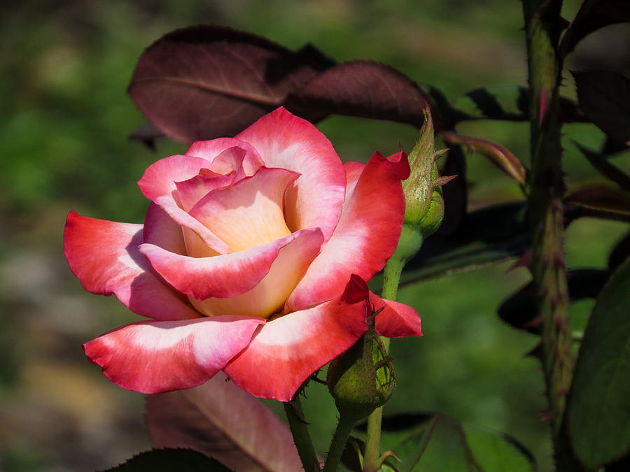Beautiful rose Photograph by Zina Stromberg