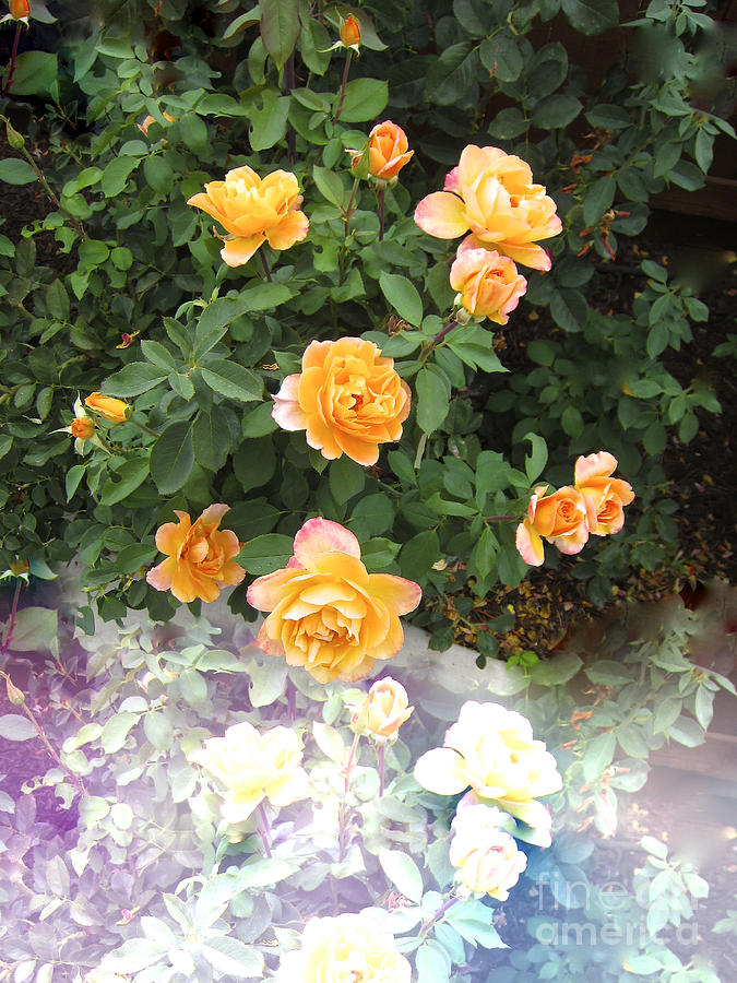 Beautiful Roses Photograph