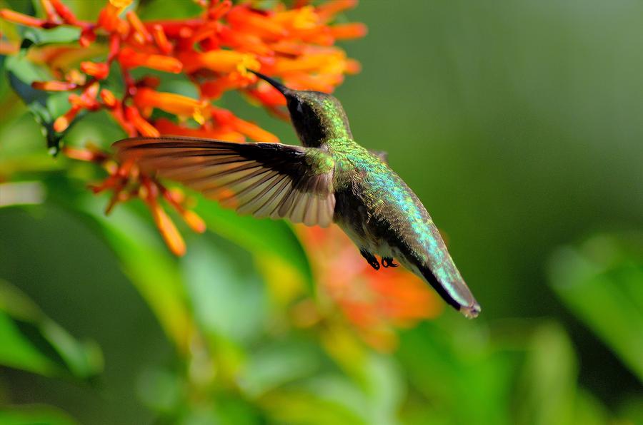 Beautiful Ruby Throated Hummingbird Photograph by Steve Griffin | Fine ...