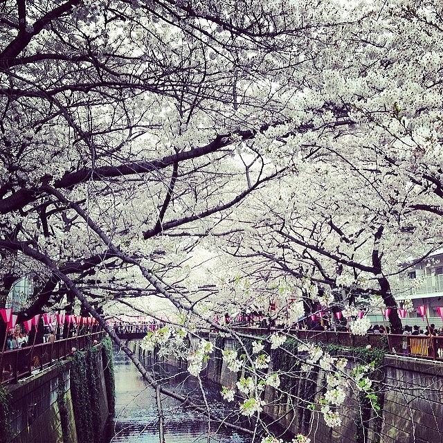 Beautiful Photograph - Beautiful Sakura In Naka-meguro, Tokyo by Keith Morrell