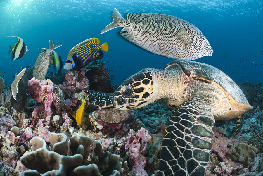 Beautiful Scene On Coral Reef Photograph by RainervonBrandis