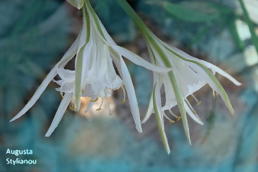 Beautiful Sea Lilies Photograph by Augusta Stylianou