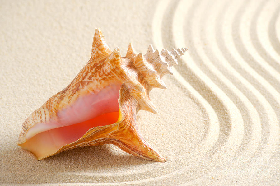 Beautiful sea shell Photograph by Boon Mee