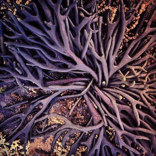 Pattern Photograph - Beautiful Sea Sponge/fan Gerringong by Shayle Graham
