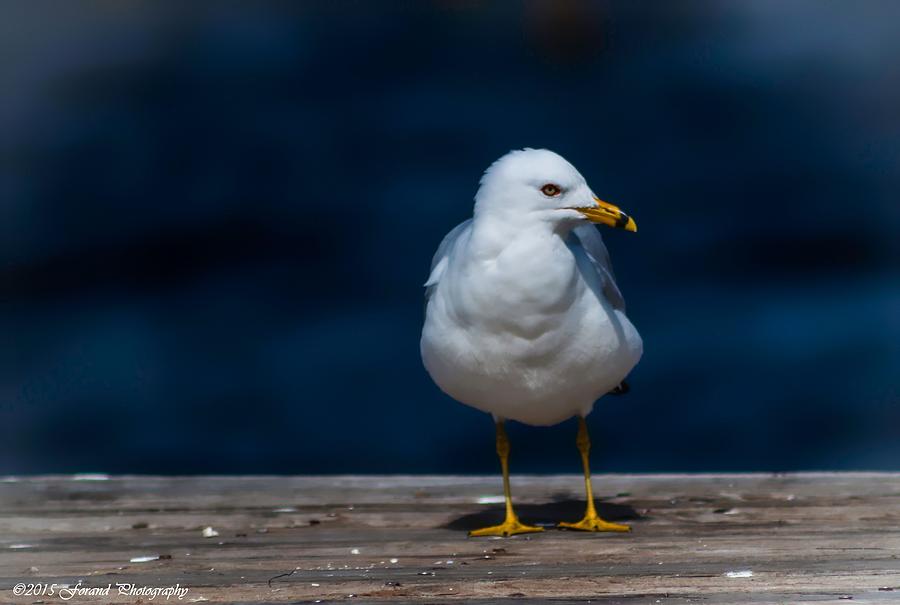 Beautiful Seagull  Photograph by Debra Forand