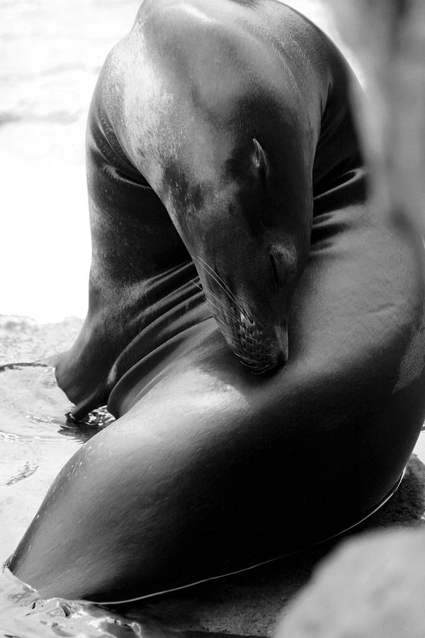 Beautiful Sea Lion - Black and White Photograph by Angela Rath